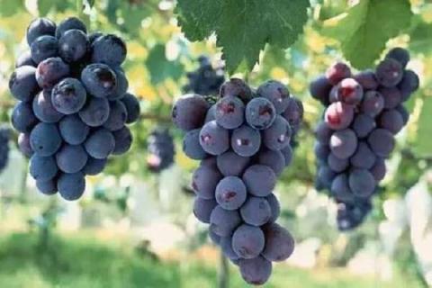 适合南方露天种植的葡萄品种