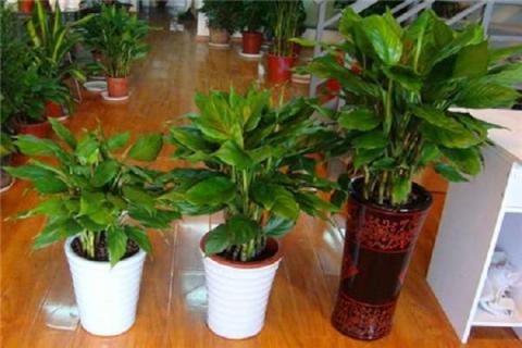 植物能吸收甲醛吗 哪种植物效果更好
