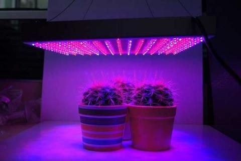 led植物补光灯真的有用吗 led植物补光灯真的有用吗百度