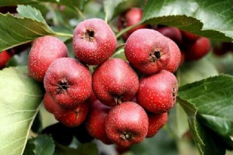 红山果是什么植物 常见品种有哪些