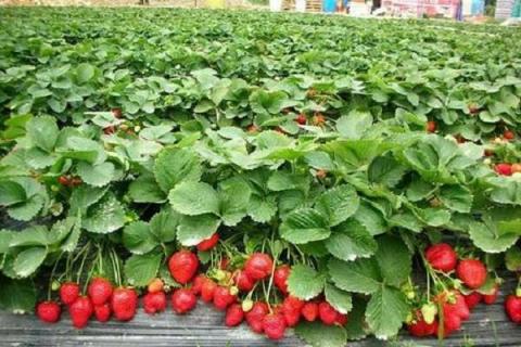 怎样用育苗盘育草莓苗 移栽后几天可以施肥