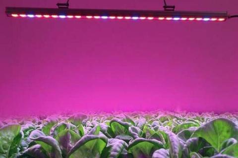 LED植物生长灯真的有用吗