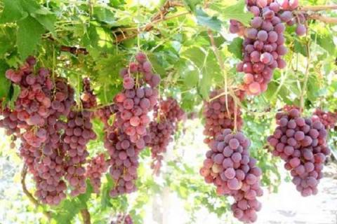 适合南方庭院种植的葡萄品种有哪些