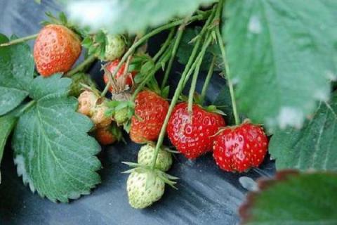 怎样用育苗盘育草莓苗 移栽后几天可以施肥
