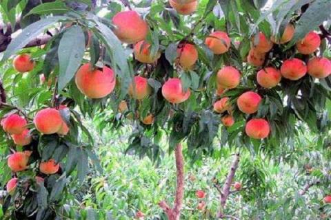 桃树怎么修剪好 桃树嫁接及移栽方法