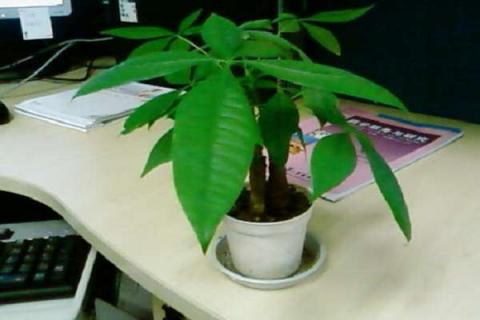 办公室一般放什么植物 办公室养护植物的注意事项