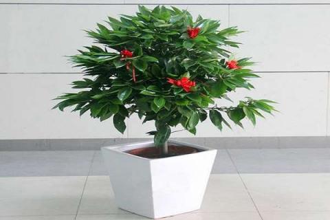 家里养什么植物 适合在房间里养的植物