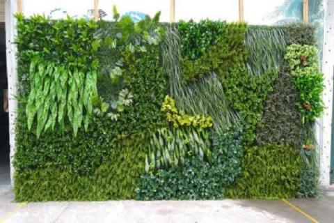 绿植墙用什么植物比较合适
