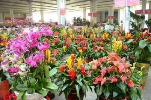 南京花卉批发市场在哪里 具体位置大全