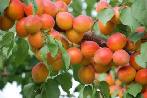 山杏和杏树的区别是什么 山杏和杏树的区别是什么图片
