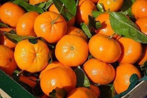 刚出的柑橘新品种有哪些