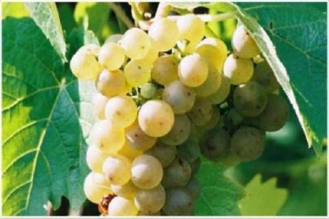 白色葡萄是什么品种 哪些种类比较好