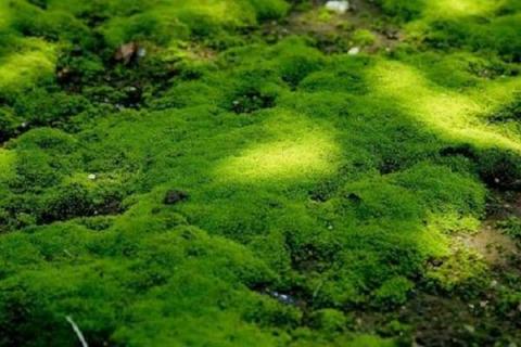 水苔适合种植什么植物 水苔有哪些作用