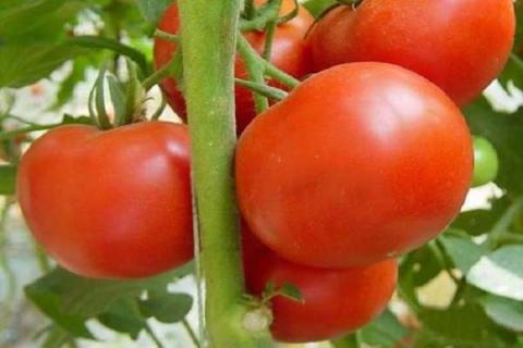 番茄苗怎么种植 养护管理方法