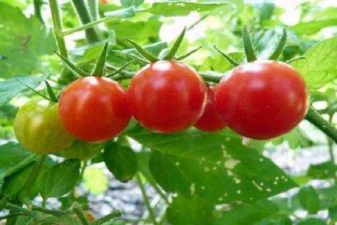 温室大棚1亩西红柿产量 什么时候种植西红柿