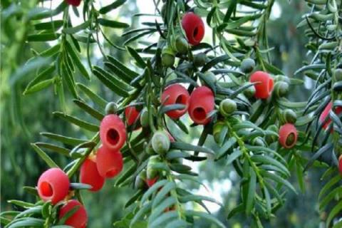 红豆杉是什么植物（红豆杉是什么植物裸子植物还是被子植物）