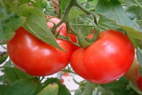番茄定植后如何蹲苗（番茄定植后如何蹲苗视频）