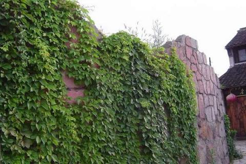 绿植墙用什么植物（绿植 墙）