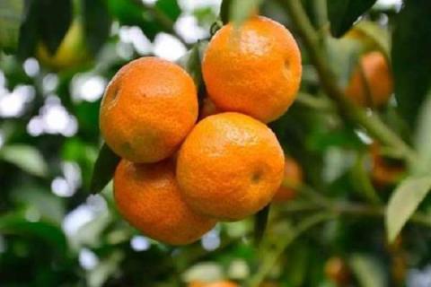 富含胆碱的水果是什么 富含胆碱的水果是什么水果