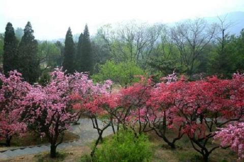 北京植物园门票多少钱一张 游园须知整理