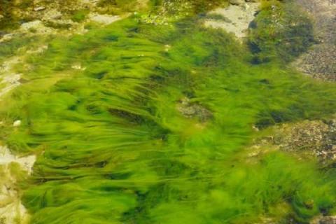 藻类是植物吗 藻类的主要特点是什么