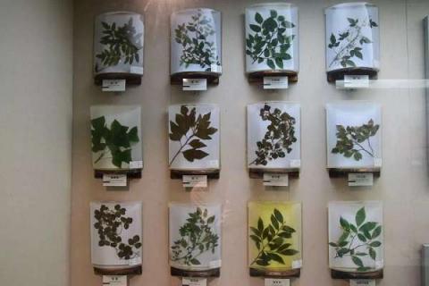 怎么做植物标本 保存植物标本的注意事项