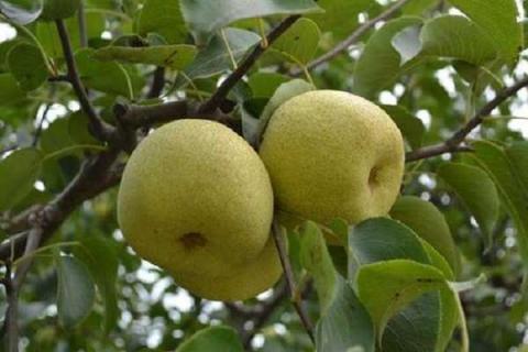 梨树管理与施肥技术 梨树施肥的最佳时间