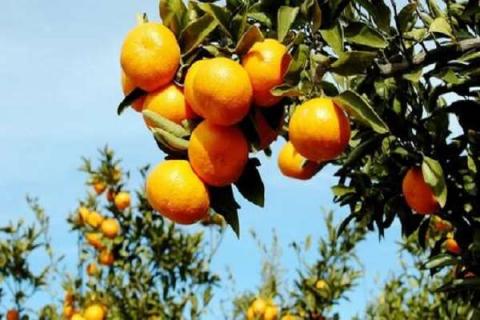 柑橘树干蛀虫用啥药 怎样防治病虫害