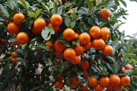 砂糖橘树种植方法（砂糖橘树盆栽好养吗）