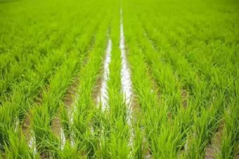 水稻秧苗怎么培育 水稻育苗全过程