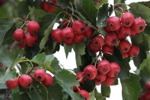 红山果是什么植物 常见品种有哪些