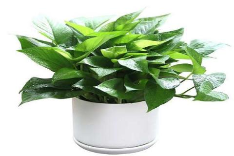新房植物哪种好 净化空气的室内植物