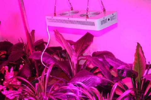 激光植物补光灯多少钱 真的有效果吗