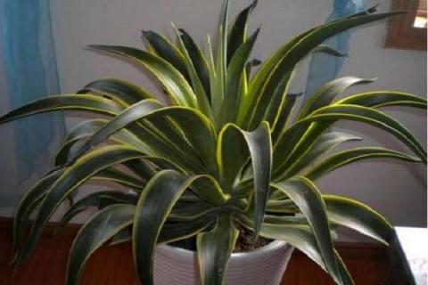 新房植物哪种好 净化空气的室内植物