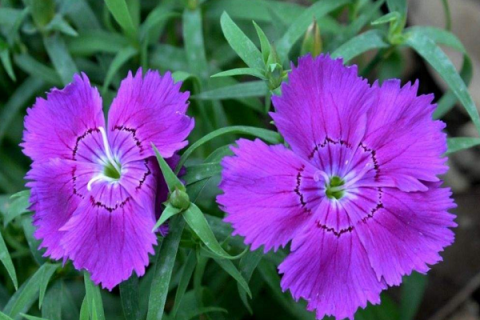 夏天开紫花的植物大全 养殖方法分享