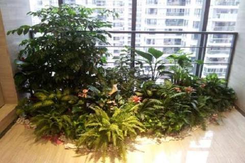 办公室植物租赁哪家好 选什么植物好