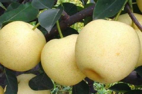 果树有多少个品种 果树用什么复合肥比较好