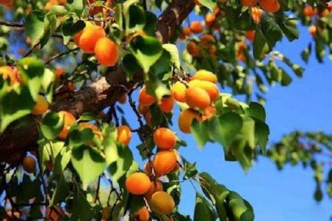 杏树种子怎样种能发芽 杏树开花后可以浇水吗