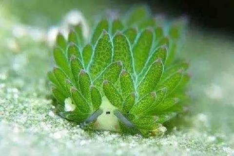 藻类是植物吗 藻类有哪些种类