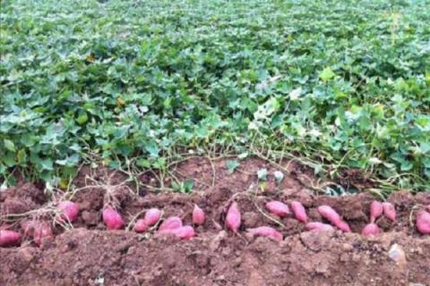 怎么让红薯苗快速生根 红薯的成熟时间