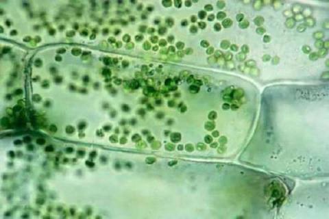 什么是植物细胞 有哪些特有的结构