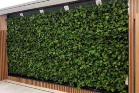 绿植墙用什么植物比较合适