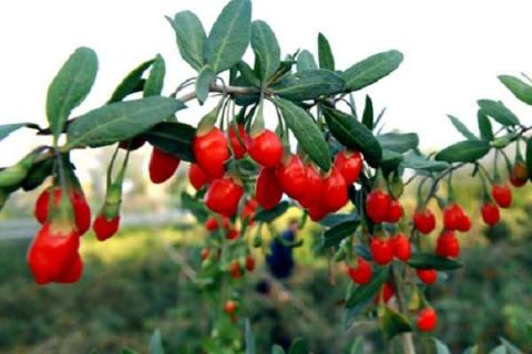 茄科植物的主要特征是什么