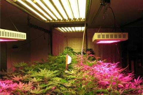 LED植物生长灯真的有用吗