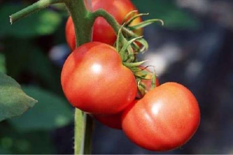 番茄点花的窍门 番茄是怎样授粉的