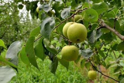 梨树病虫害防治方法 常见病虫害有哪些