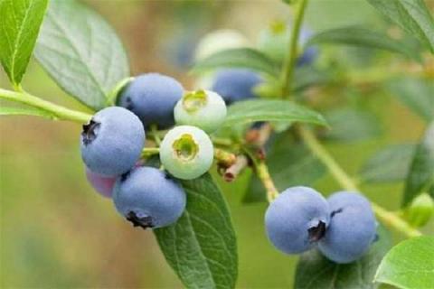 蓝莓叶子上有红色锈斑怎么补救