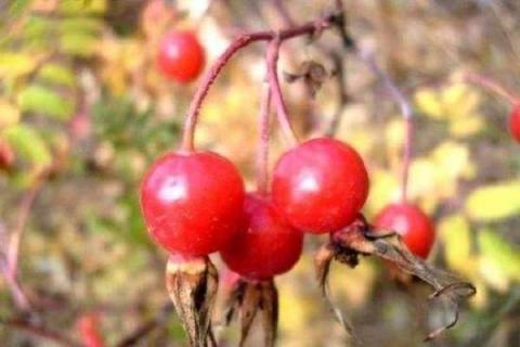 红色的酸酸的山上的野果是什么水果