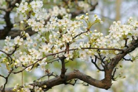 梨树开花时间是什么时候 黄叶病怎么处理