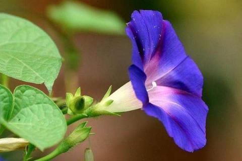夏天开紫花的植物大全 养殖方法分享
